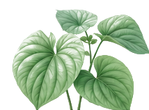 Kava Leaf